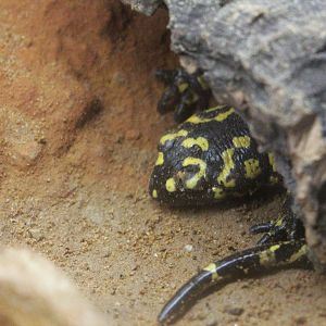 Portuguese fire salamander (Salamandra salamandra gallaica).