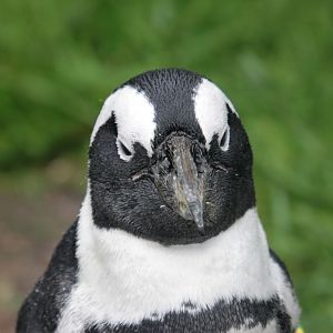 African penguin (Spheniscus demersus).