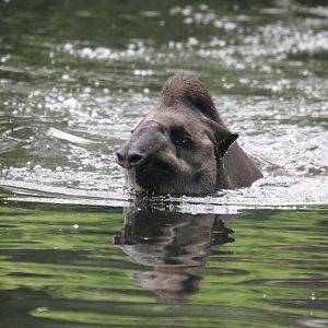 Swimming South American tapir (Tapirus terrestris).