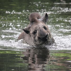Swimming South American tapir (Tapirus terrestris).