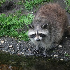 Common raccoon (Procyon lotor).