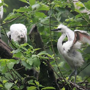 Young little egrets (Egretta garzetta).