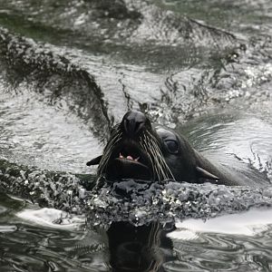 South American fur seal (Arctocephalus australis).