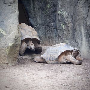 Aldabra Tortoises at the Greensboro Science Center