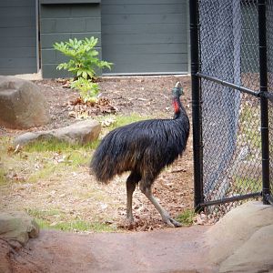 Cassowary at the Greensboro Science Center