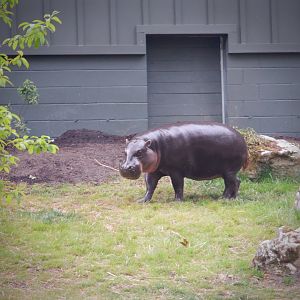 Pygmy Hippo at the Greensboro Science Center