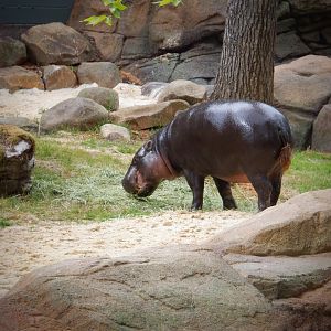 Pygmy Hippo at the Greensboro Science Center