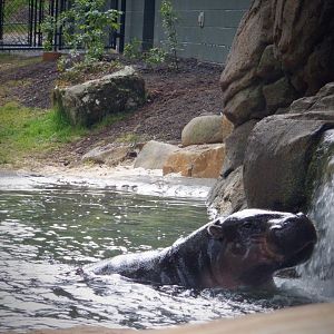 Pygmy Hippo at the Greensboro Science Center