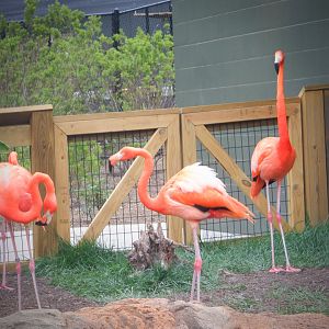 Caribbean Flamingos at the Greensboro Science Center