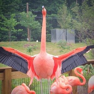 Caribbean Flamingo at the Greensboro Science Center