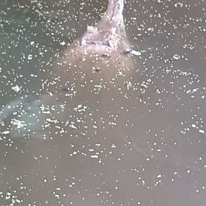 Slender-snouted Crocodile