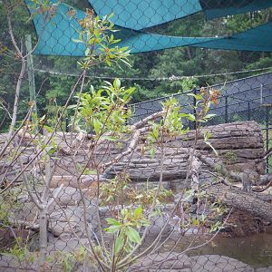 2/3 of the new Fishing Cat exhibit at the Greensboro Science Center