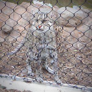 Fishing Cat at the Greensboro Science Center