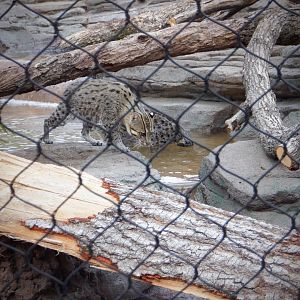 Fishing Cats at the Greensboro Science Center
