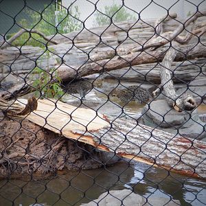 Fishing Cats at the Greensboro Science Center