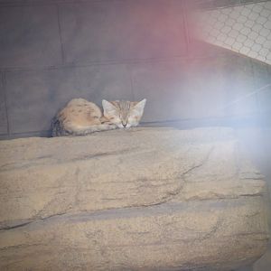 Sand Cat at the Greensboro Science Center