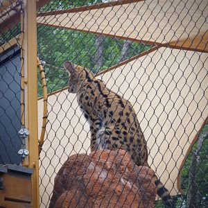 Serval at the Greensboro Science Center