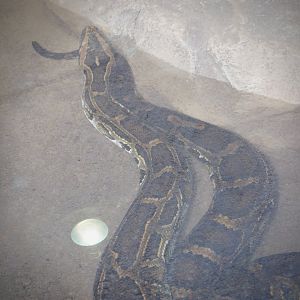 Burmese Python (under water) at the Greensboro Science Center