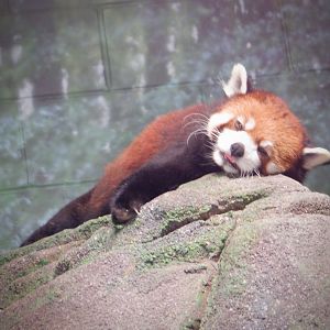 Red Panda at the Greensboro Science Center