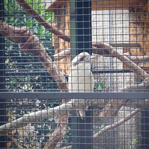 Laughing Kookaburra at the Greensboro Science Center