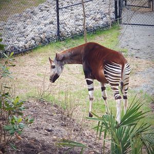 Okapi at the Greensboro Science Center