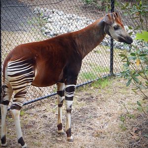 Okapi at the Greensboro Science Center