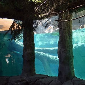 Jun. 2021 - Bear Hill - Great White Pelican Underwater Viewing (Former Polar Bear)