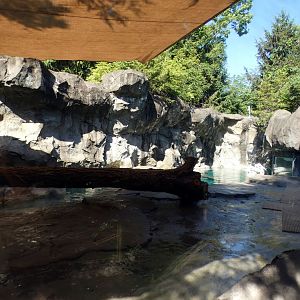 Jun. 2021 - Bear Hill - Great White Pelican Exhibit (Former Polar Bear)