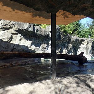 Jun. 2021 - Bear Hill - Great White Pelican Exhibit (Former Polar Bear)