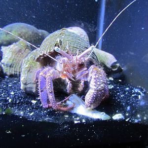 Hermit Crab ID?