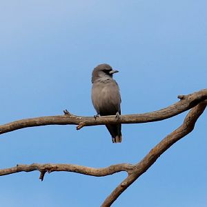 Black-faced Woodswallow