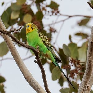 Budgerigar