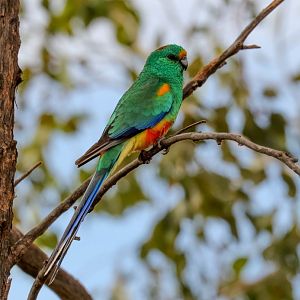 Mulga Parrot male