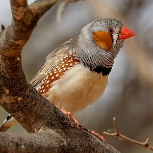 Zebra Finch male
