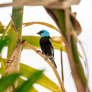 Black Necked Tanager
