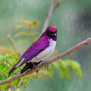 Violet Backed Starling
