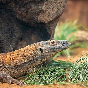 Ratu the female Komodo Dragon