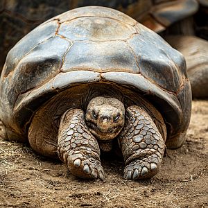 Galapagos Tortoise