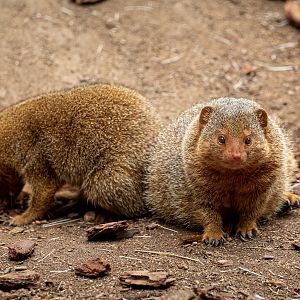 Dwarf Mongoose