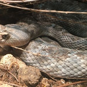 Santa Catalina Island Rattlesnake (Crotalus catalinensis)