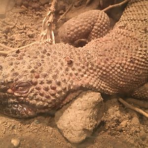 Mexican Beaded Lizard (Heloderma horridum)