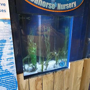 Seahorse Nursey