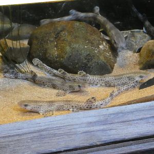 Small-spotted catshark