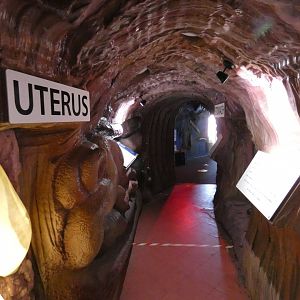 Shark anatomy display