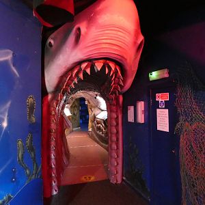 Walk-in shark anatomy display
