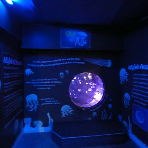 Out of the Blue Jellyfish exhibit