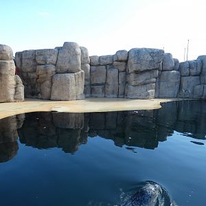 Harbour seal enclosure