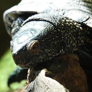 European pond turtle