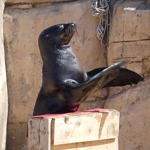 Cape fur seal