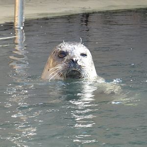 Harbour seal